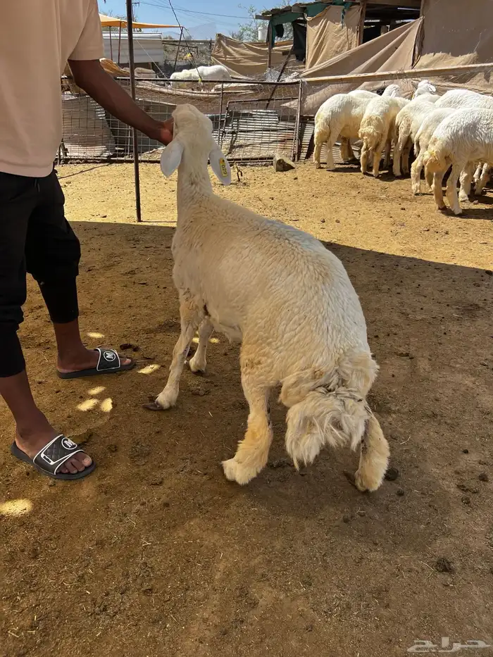 رخال حري للبيع 4