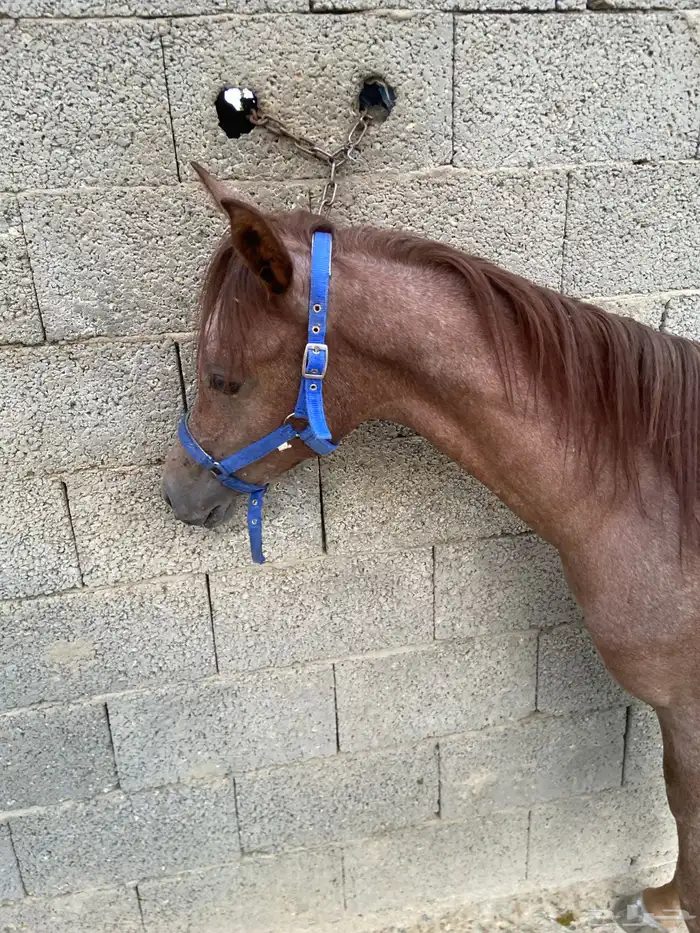 مهر واهو والبيع شعبي فاخر 0