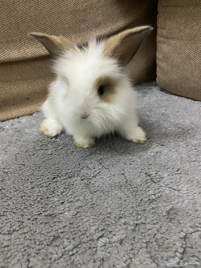 ارنب تيدي بير لوب اليف 2