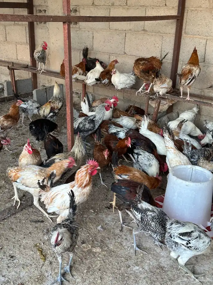 ديكه ودجاج 1