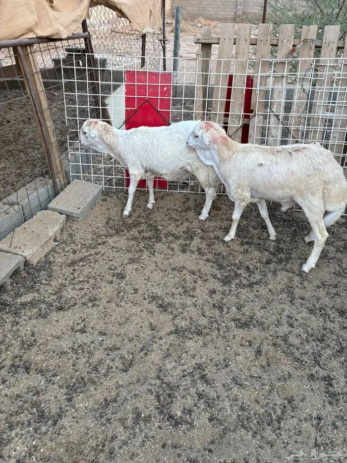 جذعان رفيده سمان والبيع سمح 1