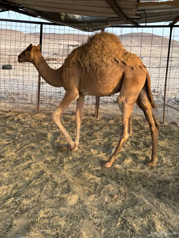 قعدان حمر 4
