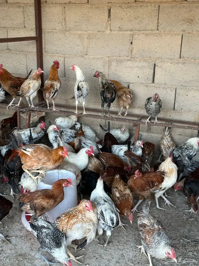 ديكه ودجاج 0