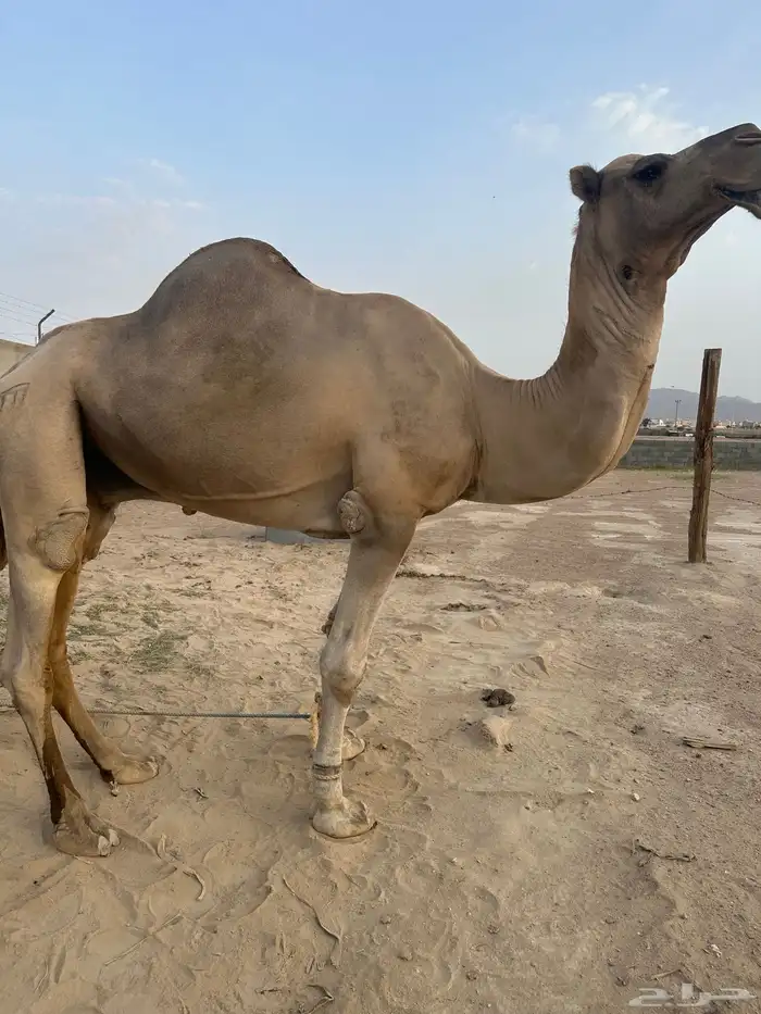 فحل ارك اصل وفصل مشروط الله اما العجوم مايظربها 5