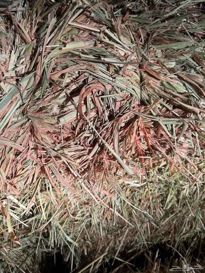 علف ذرة جيزانيه حمراء 4