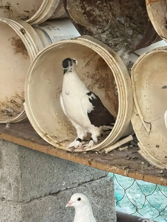 حمام مشكل 0