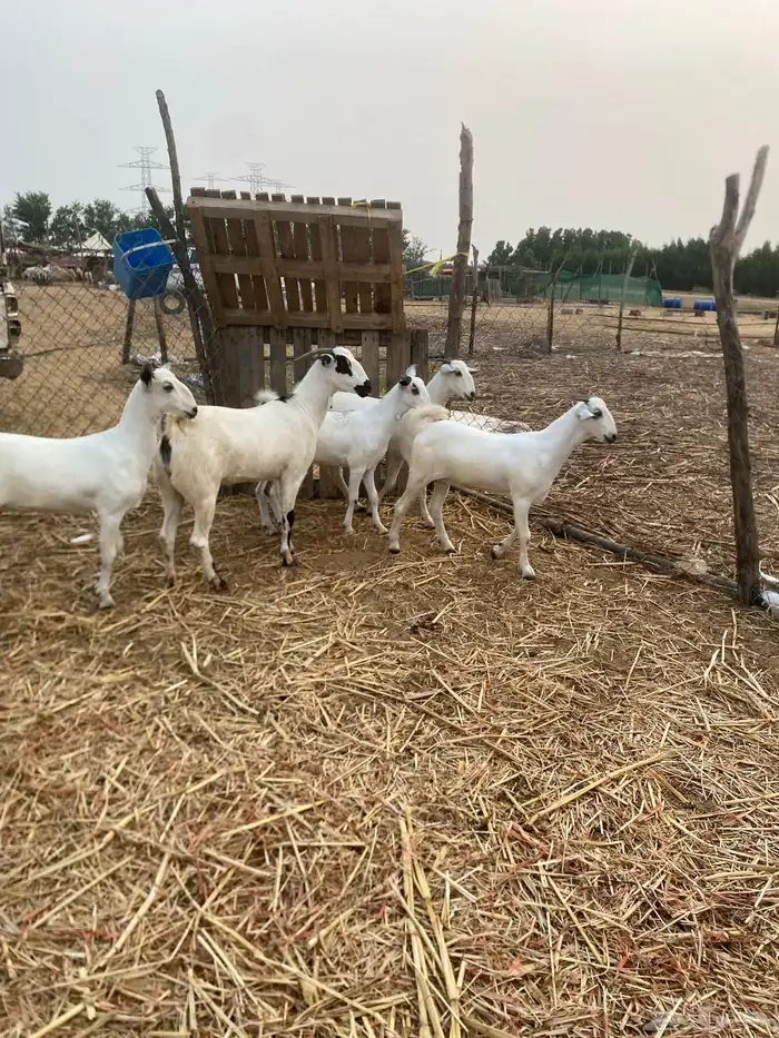غنم صنف فاخر 8