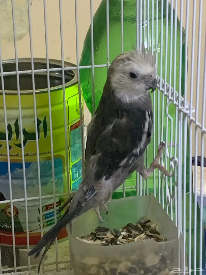 عندي ذكر كروان 1