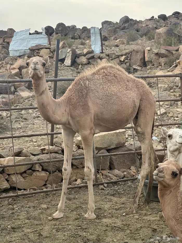 حاشي لباني على حليب امه 1