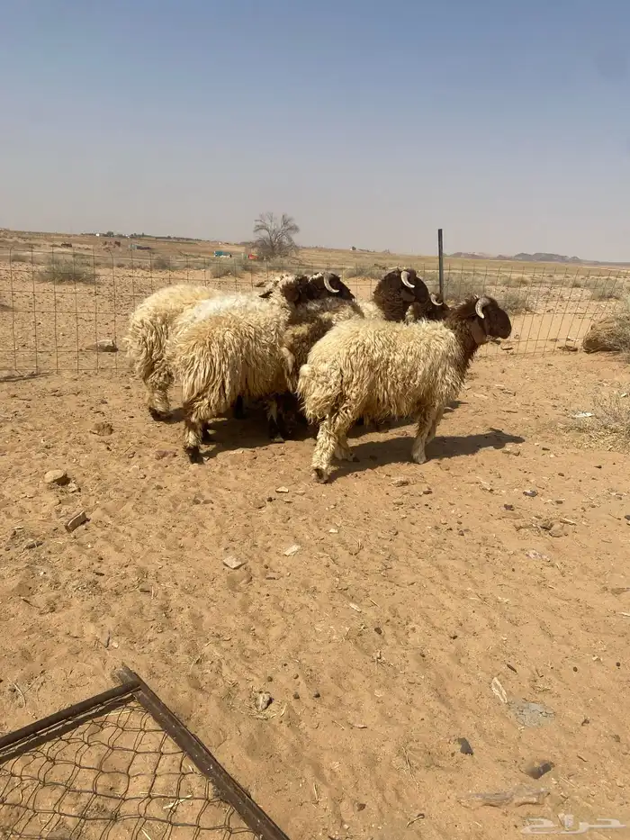 بهم نعيم جذعان جبره 2