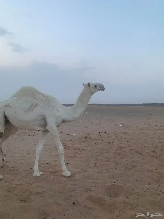 بكره حقه كحيلانية للبيع 2