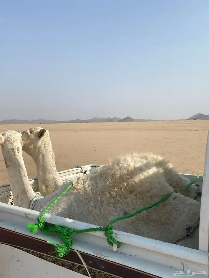 قعدان قصب 0
