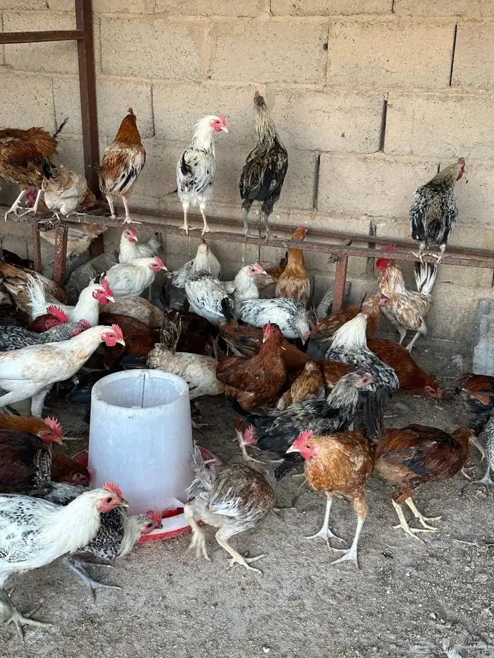 ديكه ودجاج 2