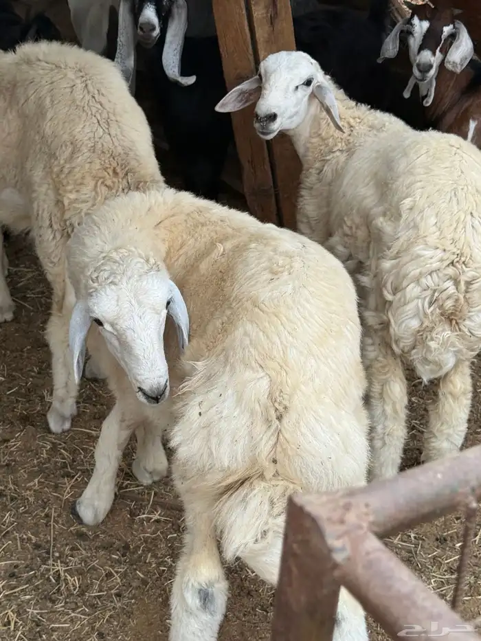 ذبائح من غنم والدي شايب من مراحه تربيته نظيفه بلدي 1