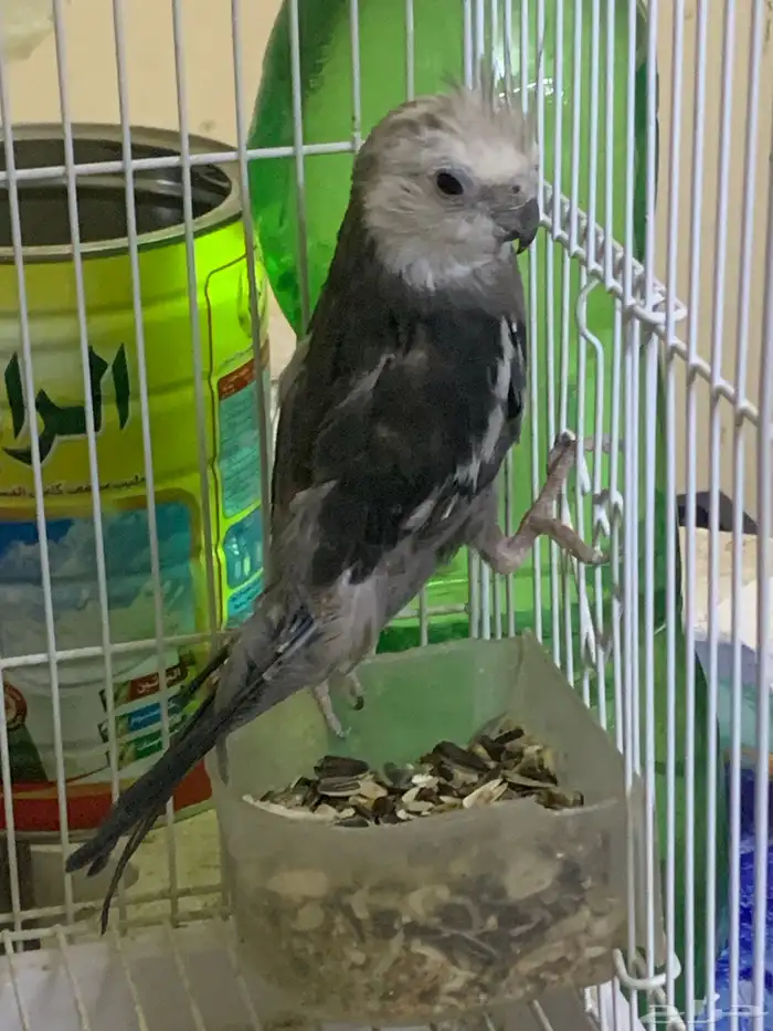 عندي ذكر كروان 2