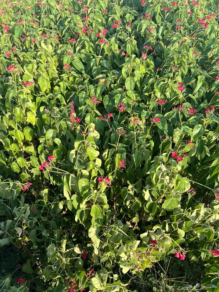 مشتل مؤسسة ميم للتشجير 2