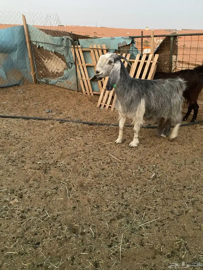 عنز حاصب قريبت ولاد مشروكه بشامي 3