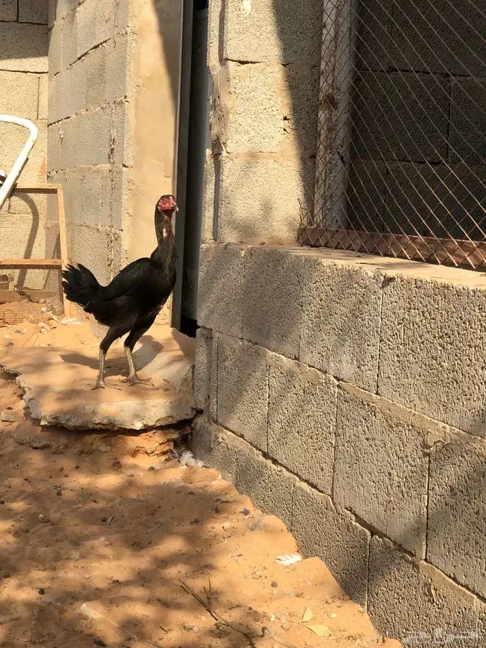 دجاجه باكستانيه 2