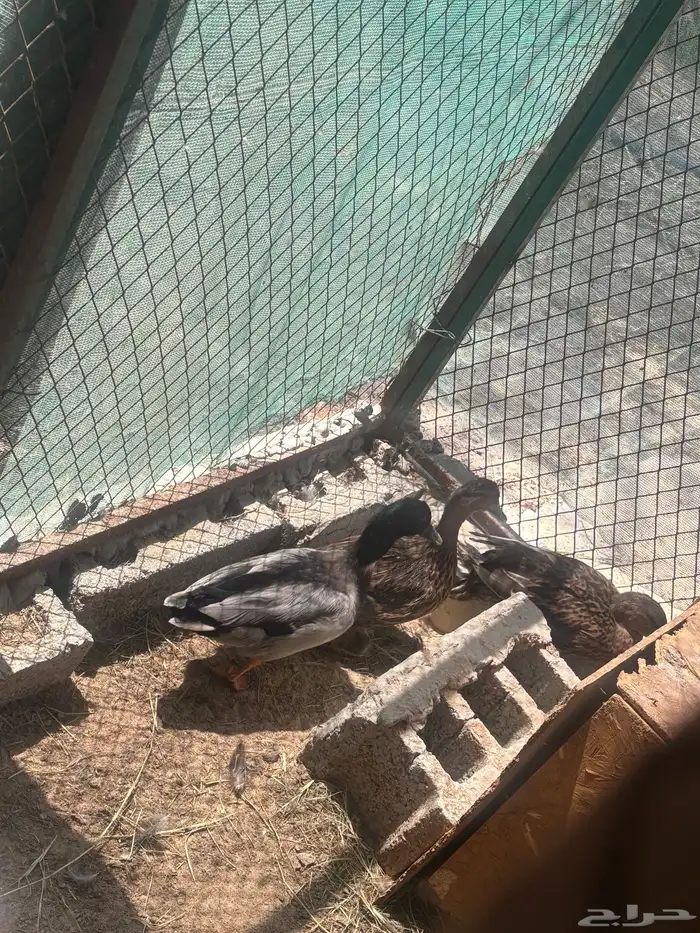 بط الخضيري اصلي 0