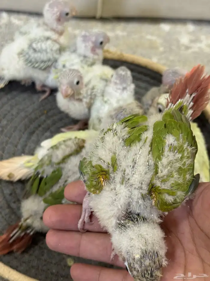 فروخ كنيور تم البيع جميع 3