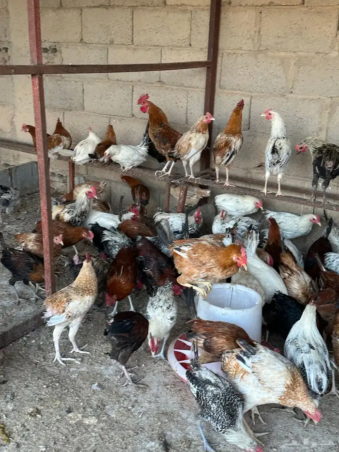 ديكه ودجاج 5