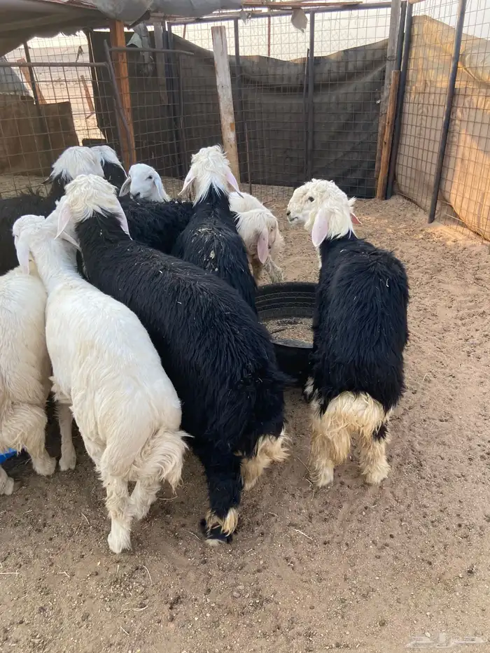 طليان نجد وحريات ذبايح ضيوف طيبه. يوجد ذبح وتوصيل. 5