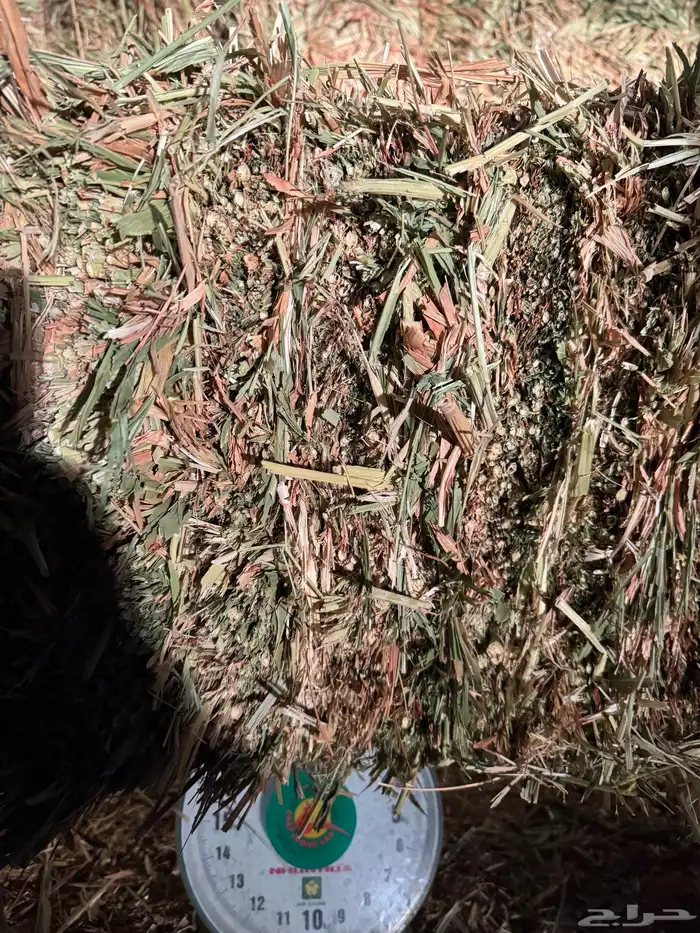 علف ذرة جيزانيه حمراء 3