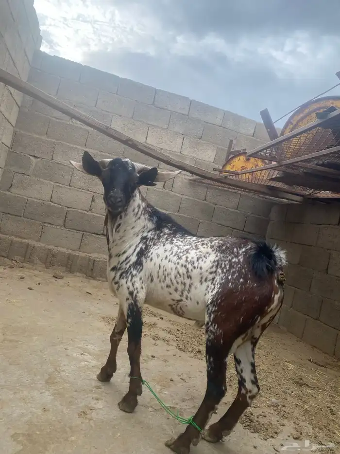 للبيع تيس فحل 2