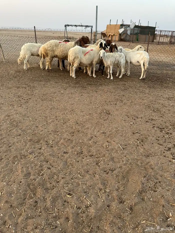 نعيم وحريات حيل 2