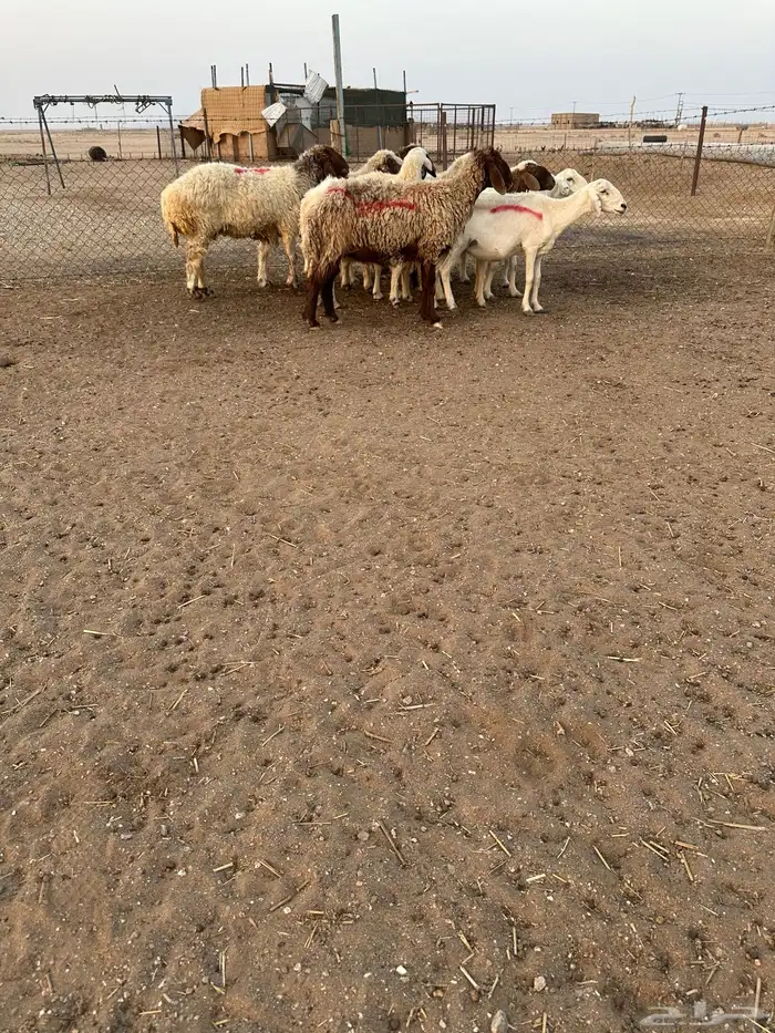 نعيم وحريات حيل 1