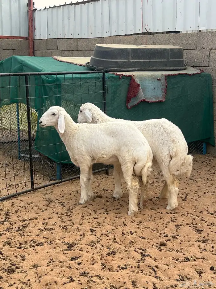 رخال حريات فاخره 0