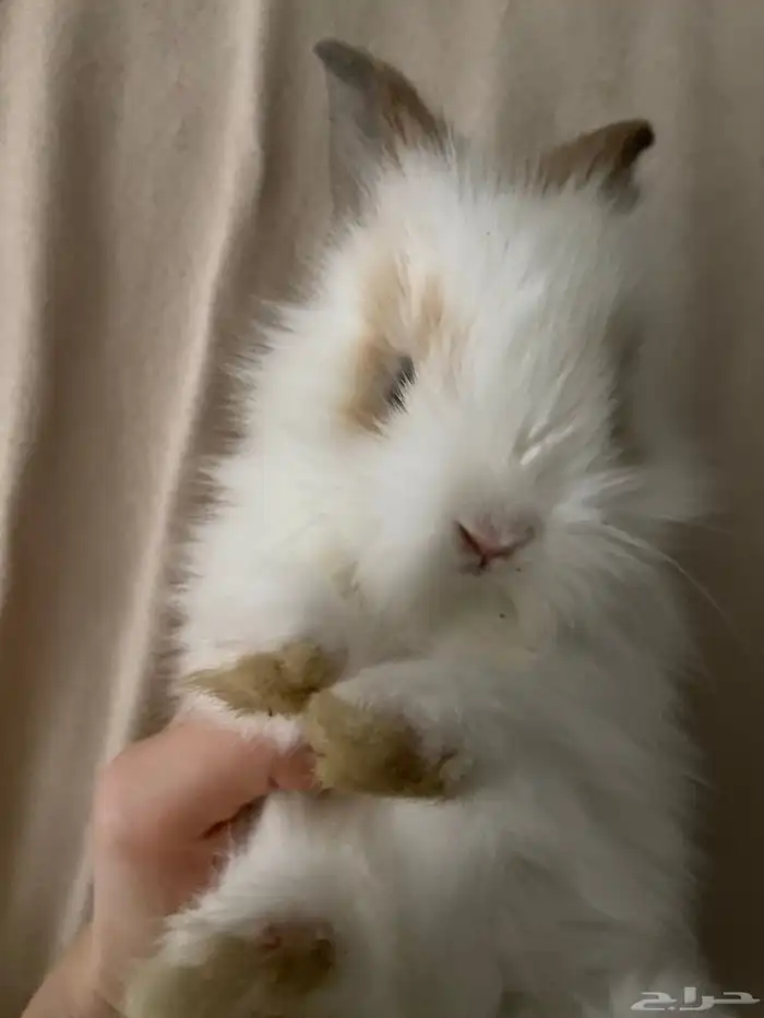 ارنب تيدي بير لوب اليف 3