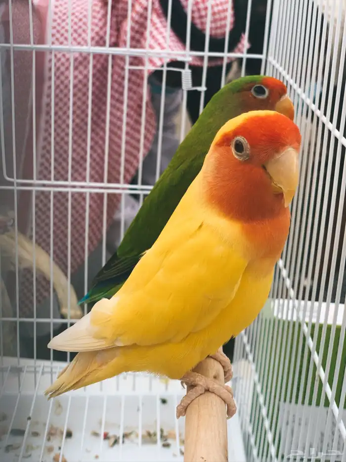 عصافير الحب 0