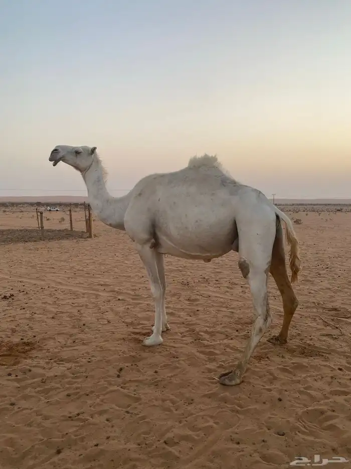 اعشرا معزوله بنته عنها للبيع 0
