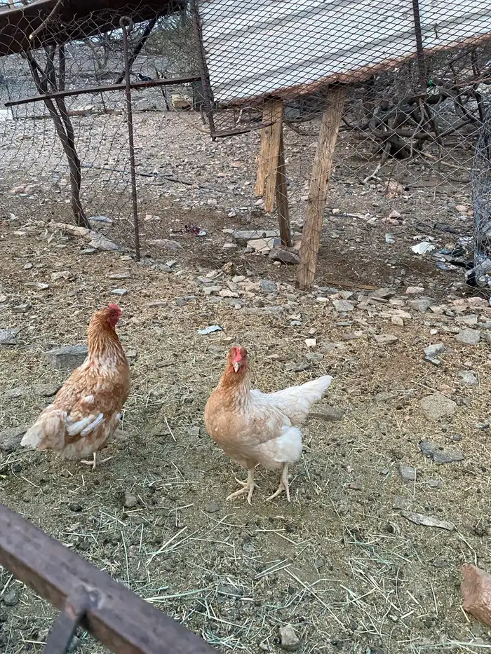 دجاج فرنسي ولهمان طيبه 2