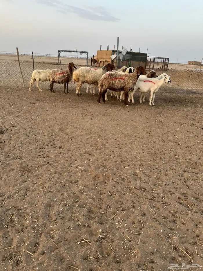 نعيم وحريات حيل 0