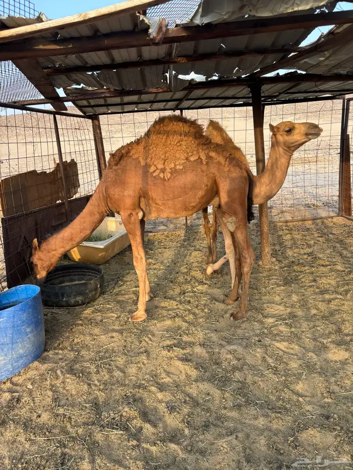 قعدان حمر 0