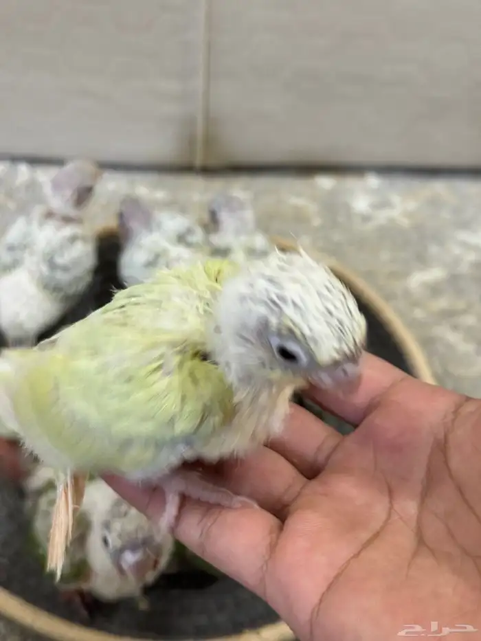 فروخ كنيور تم البيع جميع 1