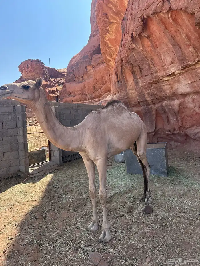 بكرة للبيع 2