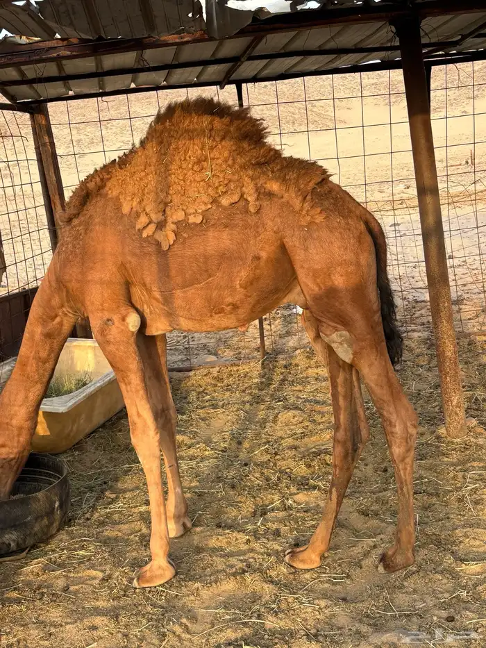 قعدان حمر 2