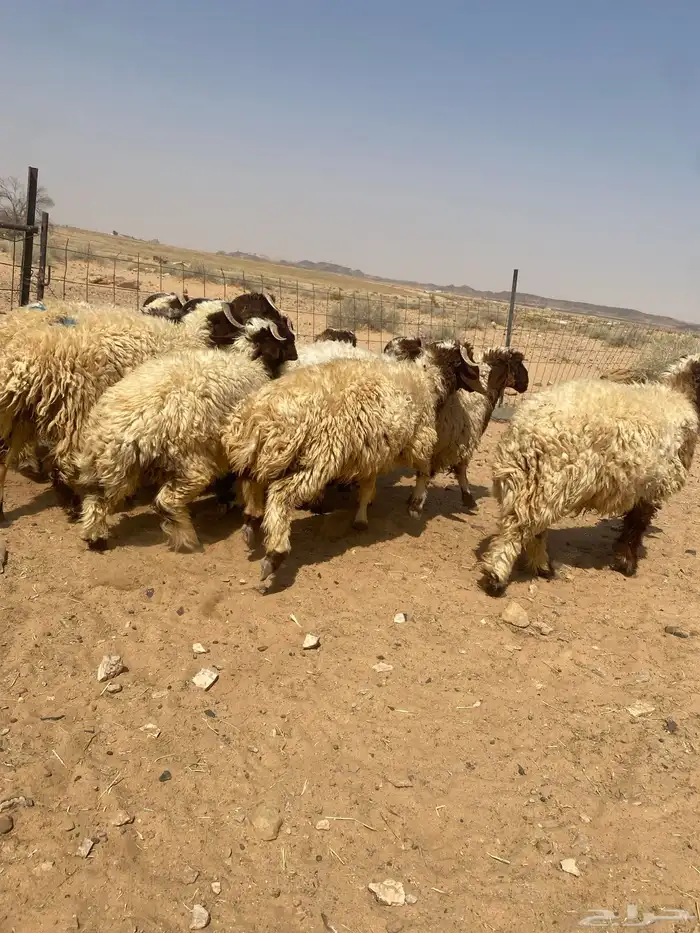 بهم نعيم جذعان جبره 3