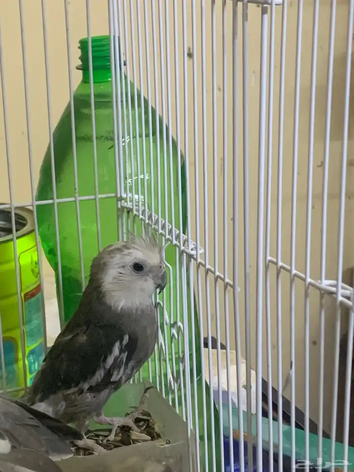 عندي ذكر كروان 3