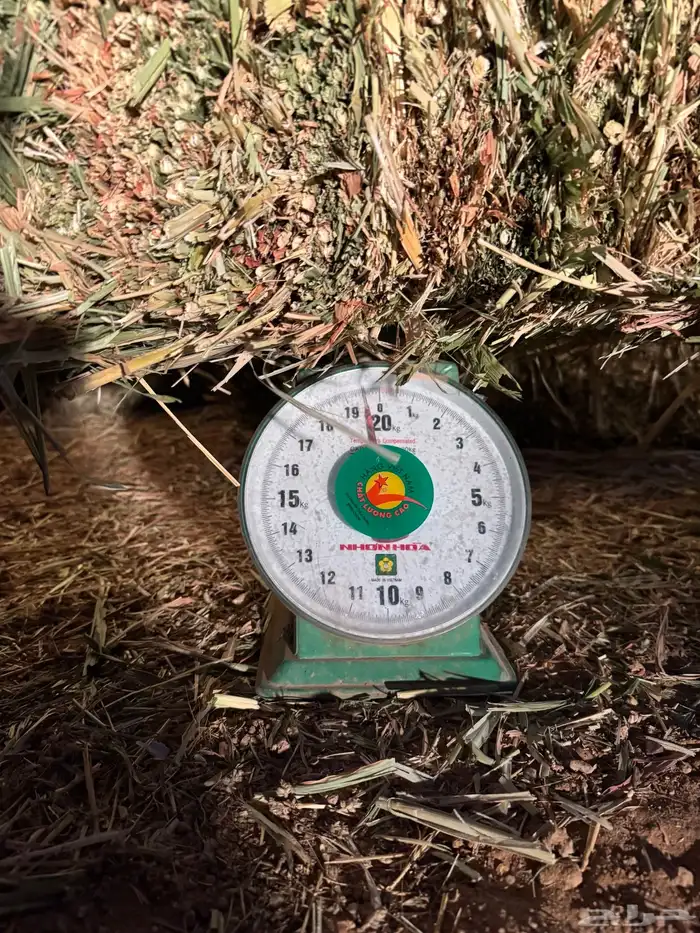 علف ذرة جيزانيه حمراء 6