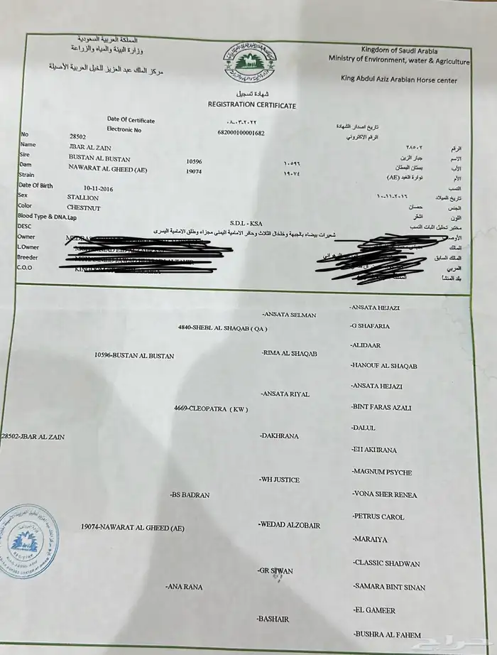 حصان واهو 11