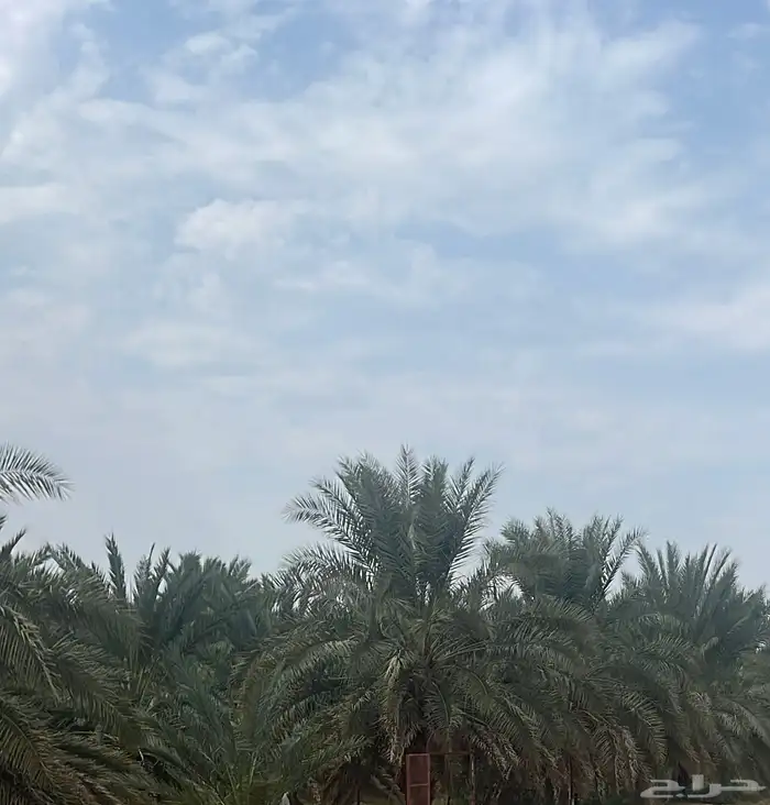 المليليح مفرق بواط 0