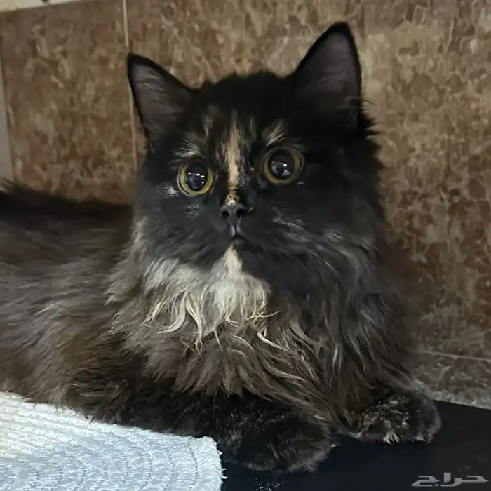 قطه وأطفالها للتبني 0