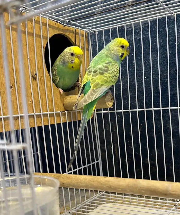 جوز بادجي رينبو 0