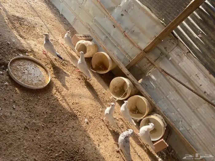 حمام فرنسي لاحم كفو حجمه كبير 1