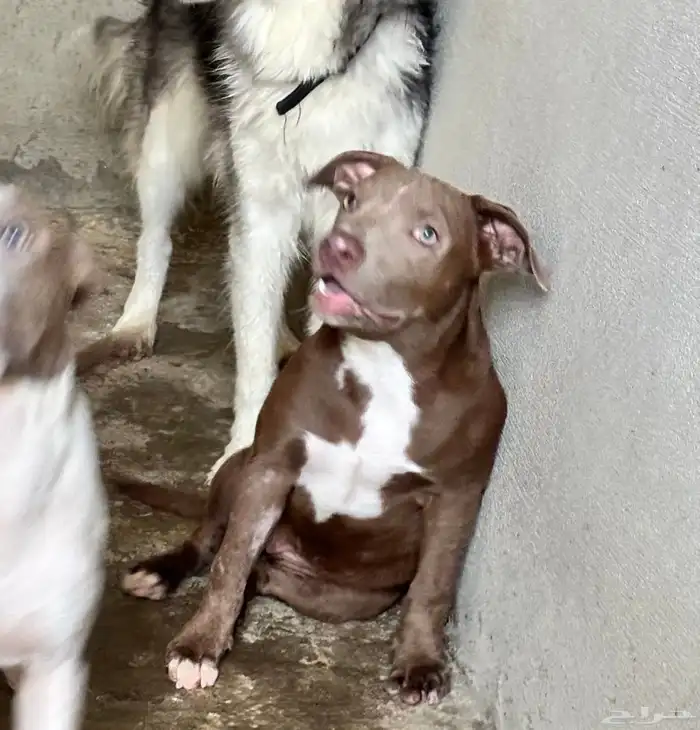 جراء بيت بول مستوى حلو للبيع 7