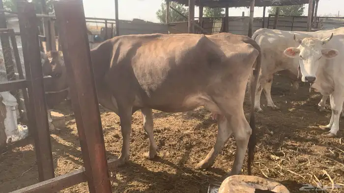 ثور الماني بيور. وعجل و بقرتين تحتهم عجلتين. وعجل 1